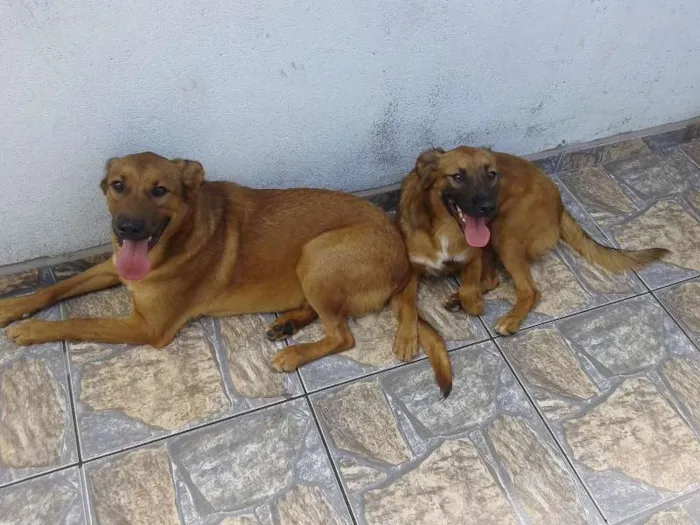 Cachorro ra a SRD idade 1 ano nome Bob e Marley