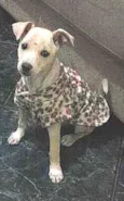 pituka