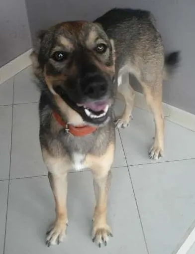 Cachorro ra a misto pastor alemao idade 1 ano nome Spyke