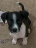 Filhotes