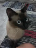 belinha