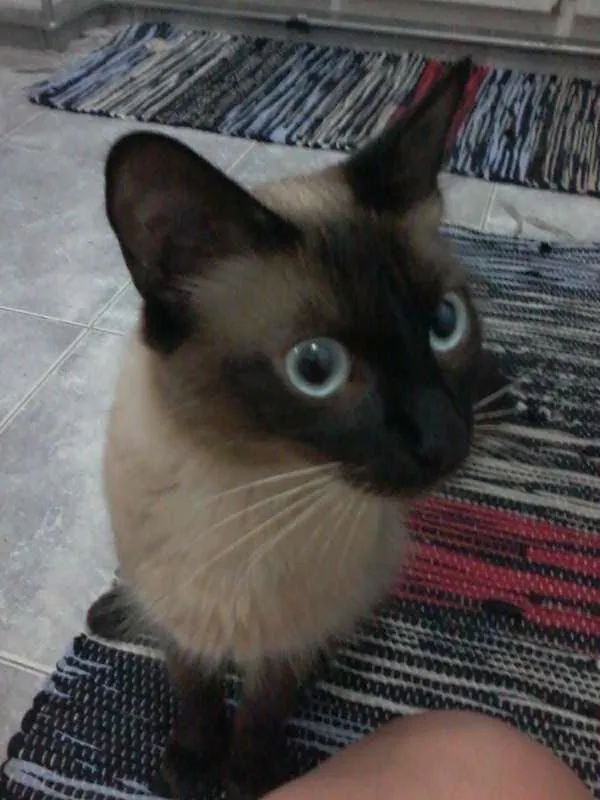 Gato ra a ciames idade 2 a 6 meses nome belinha