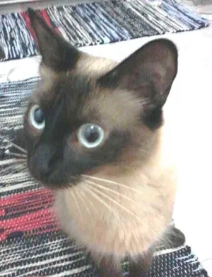 Gato raça ciames idade 2 a 6 meses nome belinha
