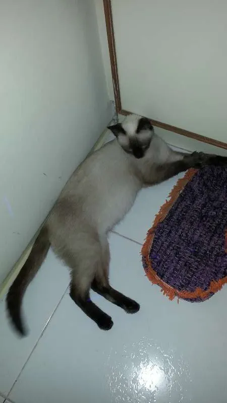 Gato ra a Siamês idade 2 a 6 meses nome Sem nome 