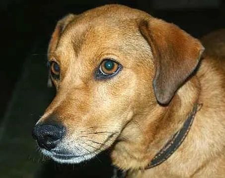 Cachorro ra a SRD idade 2 anos nome Kadu