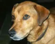 Kadu