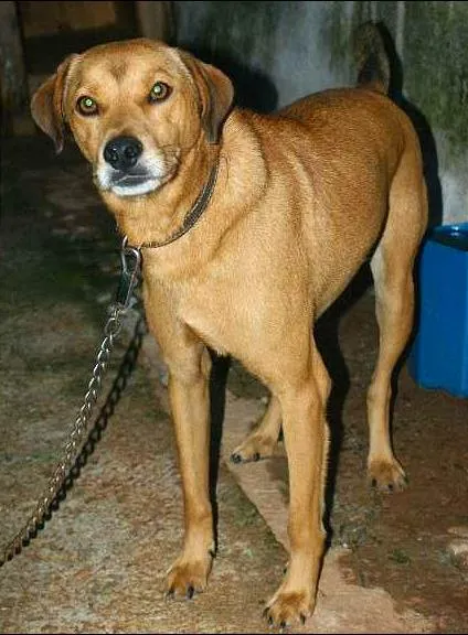 Cachorro ra a SRD idade 2 anos nome Kadu