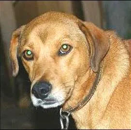 Cachorro raça SRD idade 2 anos nome Kadu