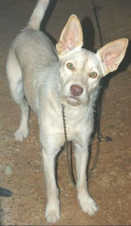 Cachorro ra a SRD idade 1 ano nome Rena