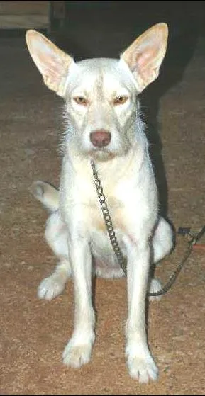 Cachorro raça SRD idade 1 ano nome Rena