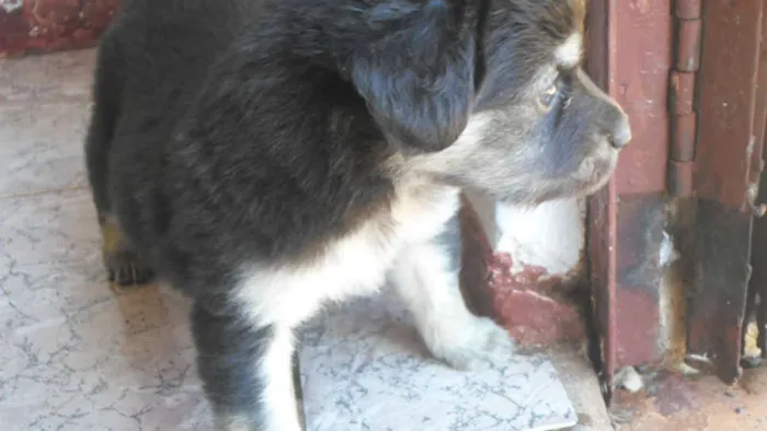 Cachorro ra a indefinida idade Abaixo de 2 meses nome shakira