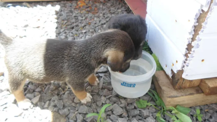 Cachorro ra a indefinida idade Abaixo de 2 meses nome Madona