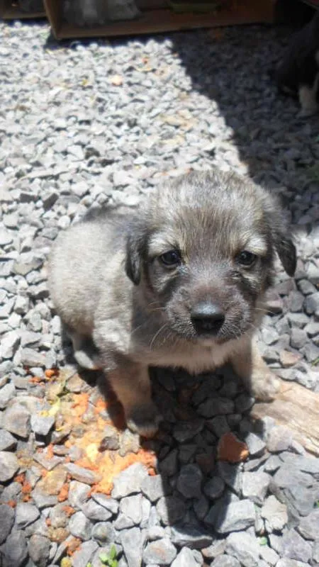 Cachorro ra a indefinida idade Abaixo de 2 meses nome Madona