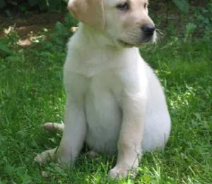 Cachorro raça Labrador idade 2 a 6 meses nome Billy