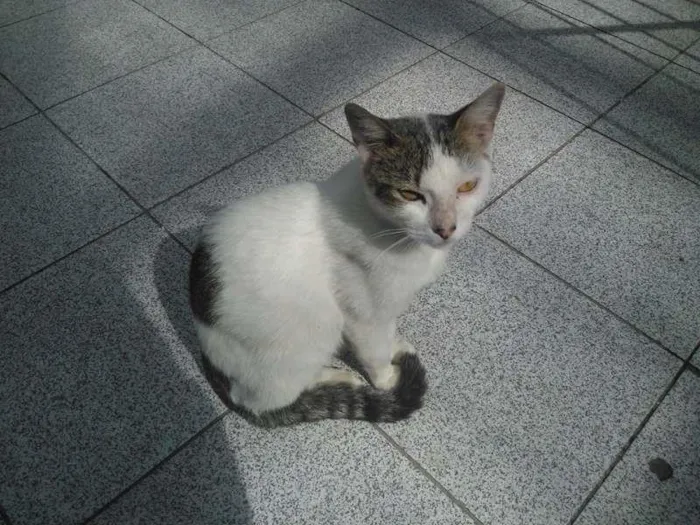 Gato ra a sem raça definida idade 7 a 11 meses nome Tiquinha