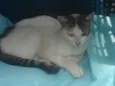 Tiquinha