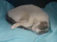 Tiquinha