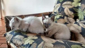 Gato raça  idade Abaixo de 2 meses nome Filhotes