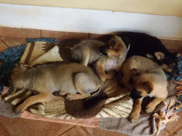 Cachorro raça SRD idade 2 a 6 meses nome Sem nome