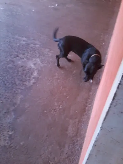 Cachorro ra a Vira-lata idade 7 a 11 meses nome Rubi