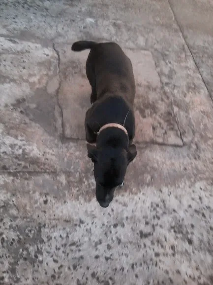 Cachorro ra a Vira-lata idade 7 a 11 meses nome Rubi