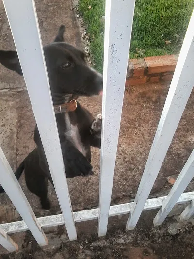 Cachorro ra a Vira-lata idade 7 a 11 meses nome Rubi