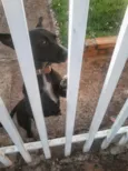 Rubi