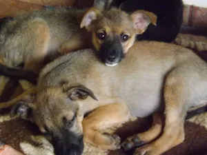 Cachorro raça SRD idade 2 a 6 meses nome Sem nome