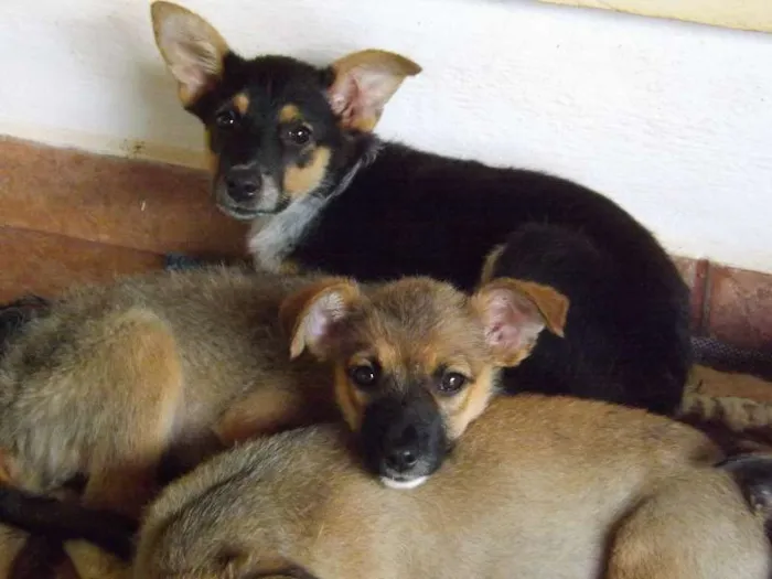 Cachorro raça SRD idade 2 a 6 meses nome Sem nome