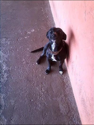 Cachorro ra a Vira-lata idade 7 a 11 meses nome Rubi