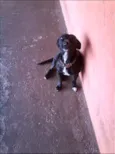 Rubi