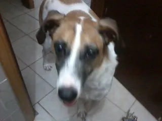 Cachorro ra a vira lata idade 6 ou mais anos nome Zeus