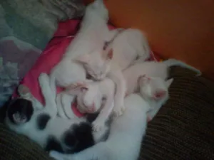 Gato raça SRD idade Abaixo de 2 meses nome Frida,Reese e Maria