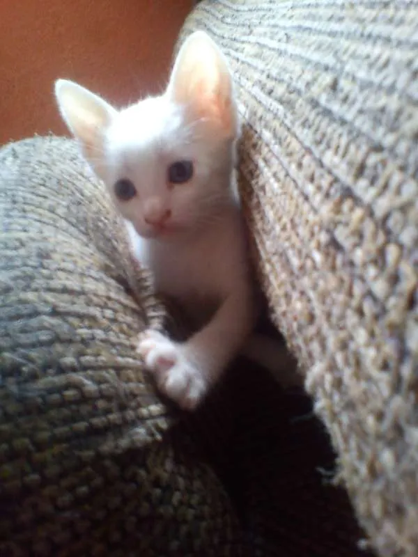 Gato ra a SRD idade Abaixo de 2 meses nome Frida,Reese e Maria
