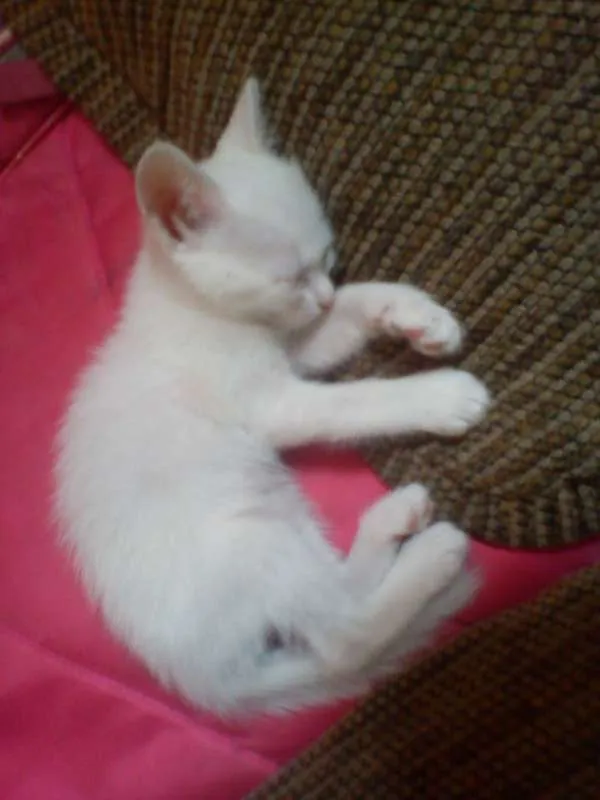 Gato ra a SRD idade Abaixo de 2 meses nome Frida,Reese e Maria