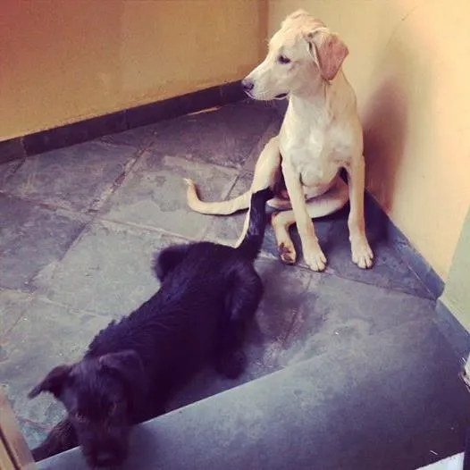 Cachorro ra a  idade  nome Sem nomes