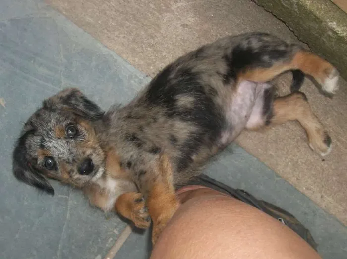 Cachorro ra a SRD idade 2 a 6 meses nome ROSINHA
