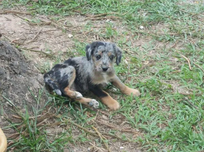 Cachorro ra a SRD idade 2 a 6 meses nome ROSINHA