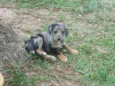 ROSINHA