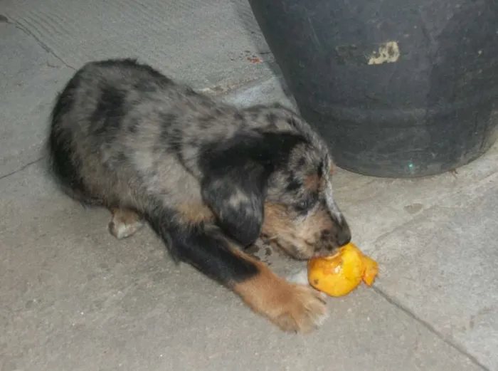Cachorro ra a SRD idade 2 a 6 meses nome ROSINHA