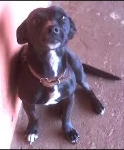 Cachorro raça Vira-lata idade 7 a 11 meses nome Rubi