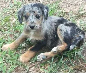Cachorro raça SRD idade 2 a 6 meses nome ROSINHA