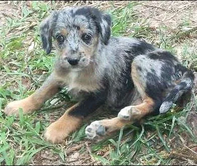 Cachorro ra a SRD idade 2 a 6 meses nome ROSINHA
