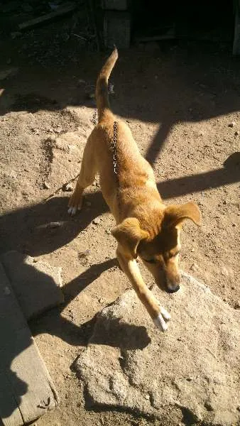 Cachorro ra a VIRA-LATA idade 2 anos nome MARLEY