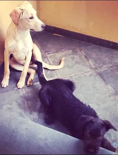 Cachorro ra a  idade  nome Sem nomes