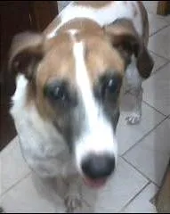 Cachorro raça vira lata idade 6 ou mais anos nome Zeus