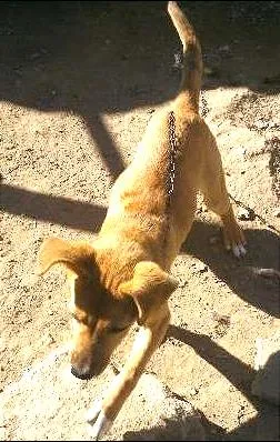 Cachorro raça VIRA-LATA idade 2 anos nome MARLEY