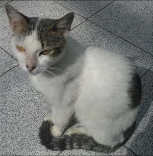 Gato raça sem raça definida idade 7 a 11 meses nome Tiquinha