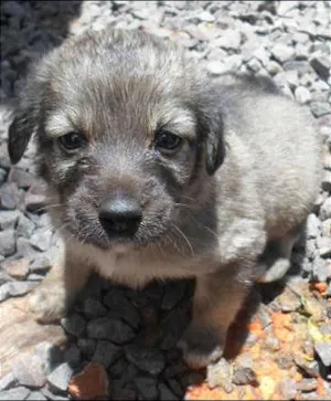 Cachorro raça indefinida idade Abaixo de 2 meses nome Madona