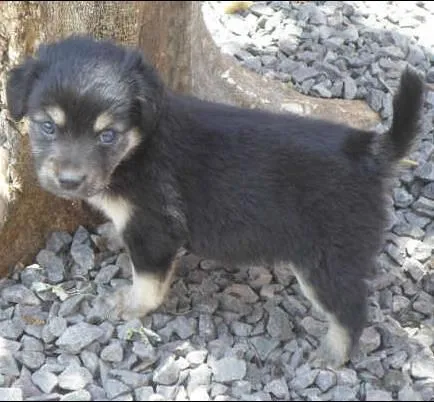 Cachorro ra a indefinida idade Abaixo de 2 meses nome shakira
